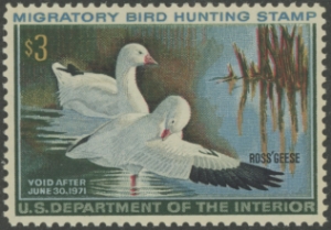 Scan of RW37 1970 Duck Stamp  MLH F-VF