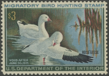 Picture of RW37 1970 Duck Stamp  MLH F-VF