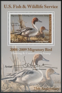 Scan of RW75B 2008 Duck Stamp  MNH VF