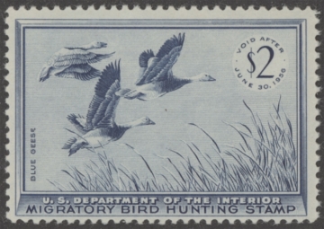 Picture of RW22 1955 Duck Stamp  MNH F-VF