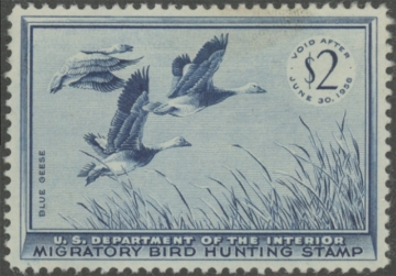 Picture of RW22 1955 Duck Stamp  Unsigned F-VF