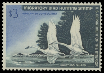 Scan of RW33 1966 Duck Stamp 