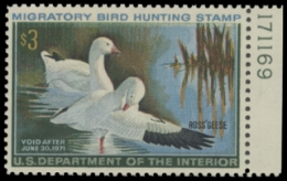 Scan of RW37 1970 Duck Stamp 