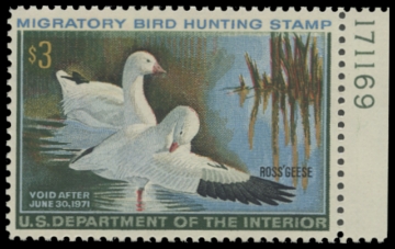 Scan of RW37 1970 Duck Stamp 