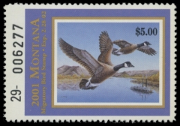 Scan of 2001 Montana Duck Stamp