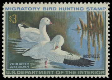 Scan of RW37 1970 Duck Stamp 