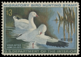Scan of RW37 1970 Duck Stamp 