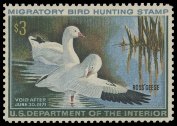 Scan of RW37 1970 Duck Stamp 