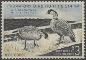 Picture of RW31 1964 Duck Stamp  MNH, Faults VF