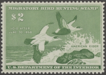 Picture of RW24 1957 Duck Stamp  MNH F-VF