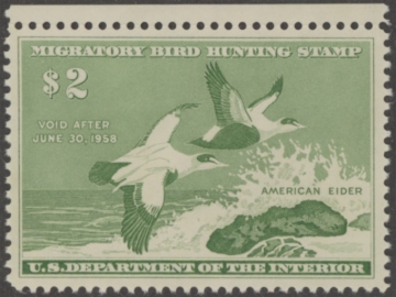 Picture of RW24 1957 Duck Stamp  MNH VF