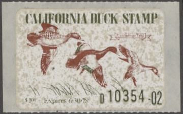 Picture of 1977 California Duck Stamp MNH VF