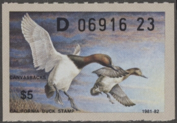 Picture of 1981 California Duck Stamp MNH VF