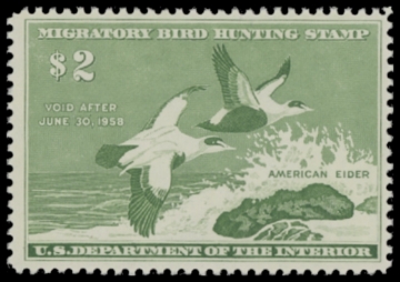 Picture of RW24 1957 Duck Stamp  MNH F-VF