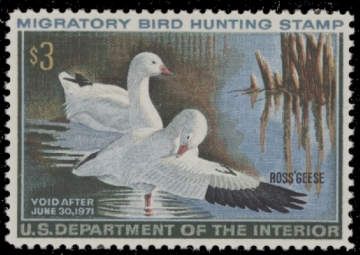 Picture of RW37 1970 Duck Stamp  MNH F-VF