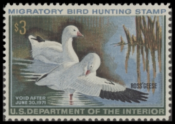 Picture of RW37 1970 Duck Stamp  MNH F-VF