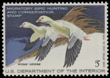 Picture of RW44 1977 Duck Stamp  MNH F-VF