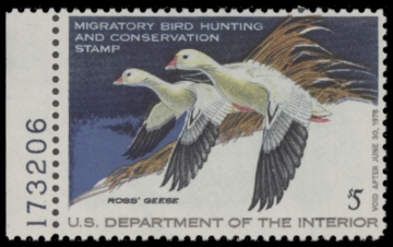 Picture of RW44 1977 Duck Stamp  MNH F-VF