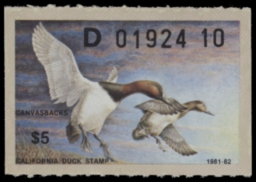 Picture of 1981 California Duck Stamp MNH VF