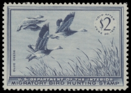 Picture of RW22 1955 Duck Stamp  MNH F-VF