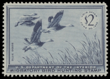 Picture of RW22 1955 Duck Stamp  MNH F-VF