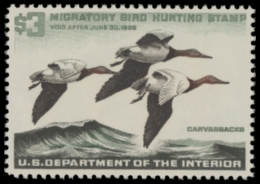 Picture of RW32 1966 Duck Stamp  MNH F-VF