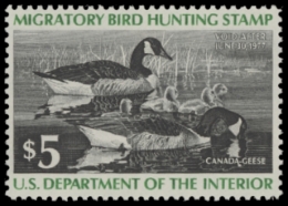 Picture of RW43 1976 Duck Stamp. MLH
