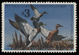 Picture of 1977 Minnesota Duck Stamp - First of State