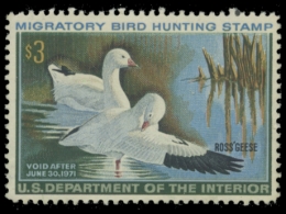Picture of RW37 1970 Duck Stamp. MLH. F-VF 