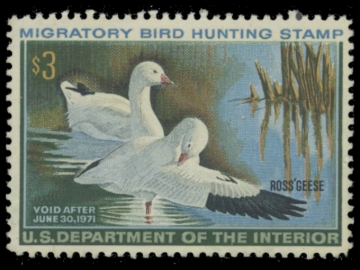 Picture of RW37 1970 Duck Stamp. MLH. F-VF 