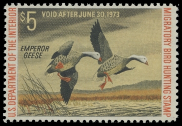 Picture of RW39 1972 Duck Stamp. MLH.  F-VF 
