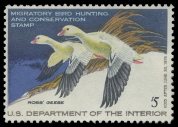 Picture of RW44 1977 Duck Stamp. Unsigned. F-VF 