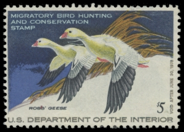 Picture of RW44 1977 Duck Stamp. Unsigned. F-VF 