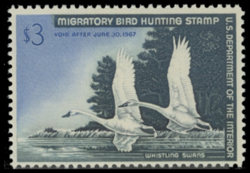 Picture of RW33 1966 Duck Stamp. MNH