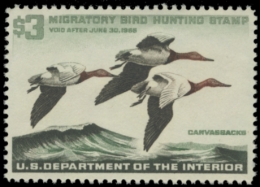 Picture of RW32 1965 Duck Stamp. MNH