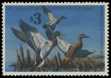 Picture of 1977 Minnesota Duck Stamp - First of State