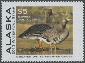 Picture of 2013 Alaska Duck Stamp