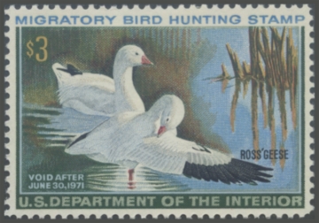 Picture of RW37 1970 Duck Stamp 
